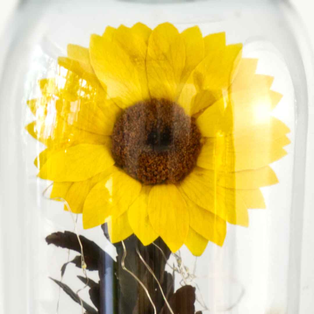 Girasol Eterno mini