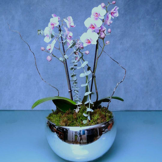Orquídea "Phalaenopsis"