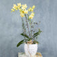 Orquídea Phalaenopsis amarilla