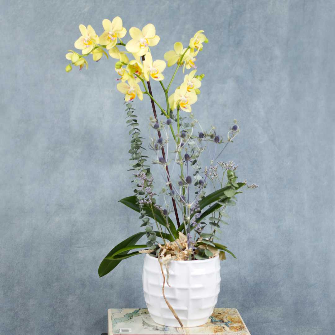 Orquídea Phalaenopsis amarilla