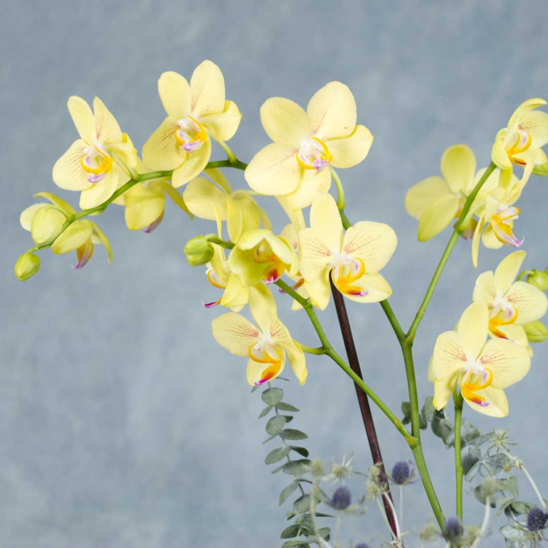 Orquídea Phalaenopsis amarilla