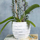 Orquídea Phalaenopsis amarilla