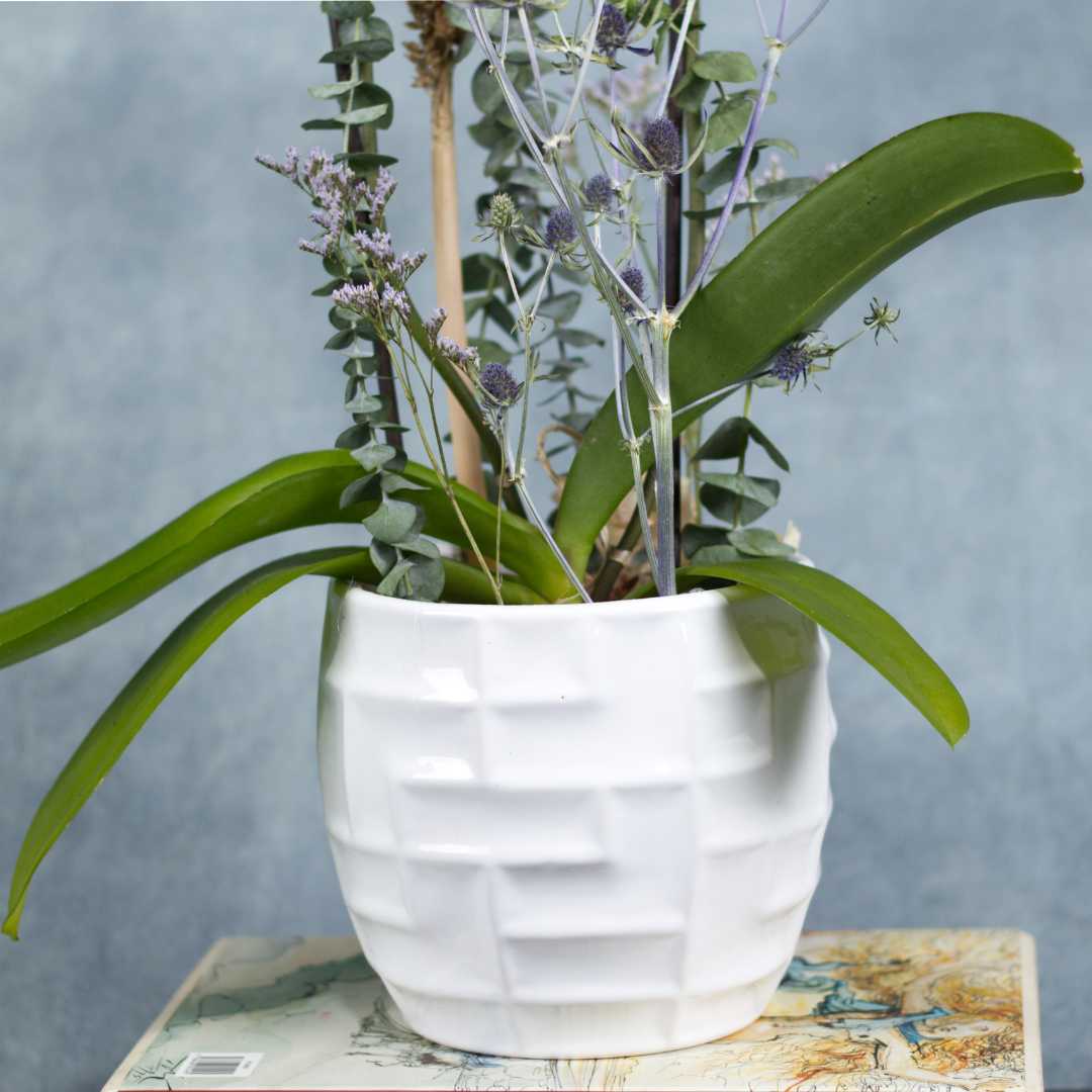 Orquídea Phalaenopsis amarilla