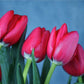 Bouquet de 10 tulipanes "Karla"