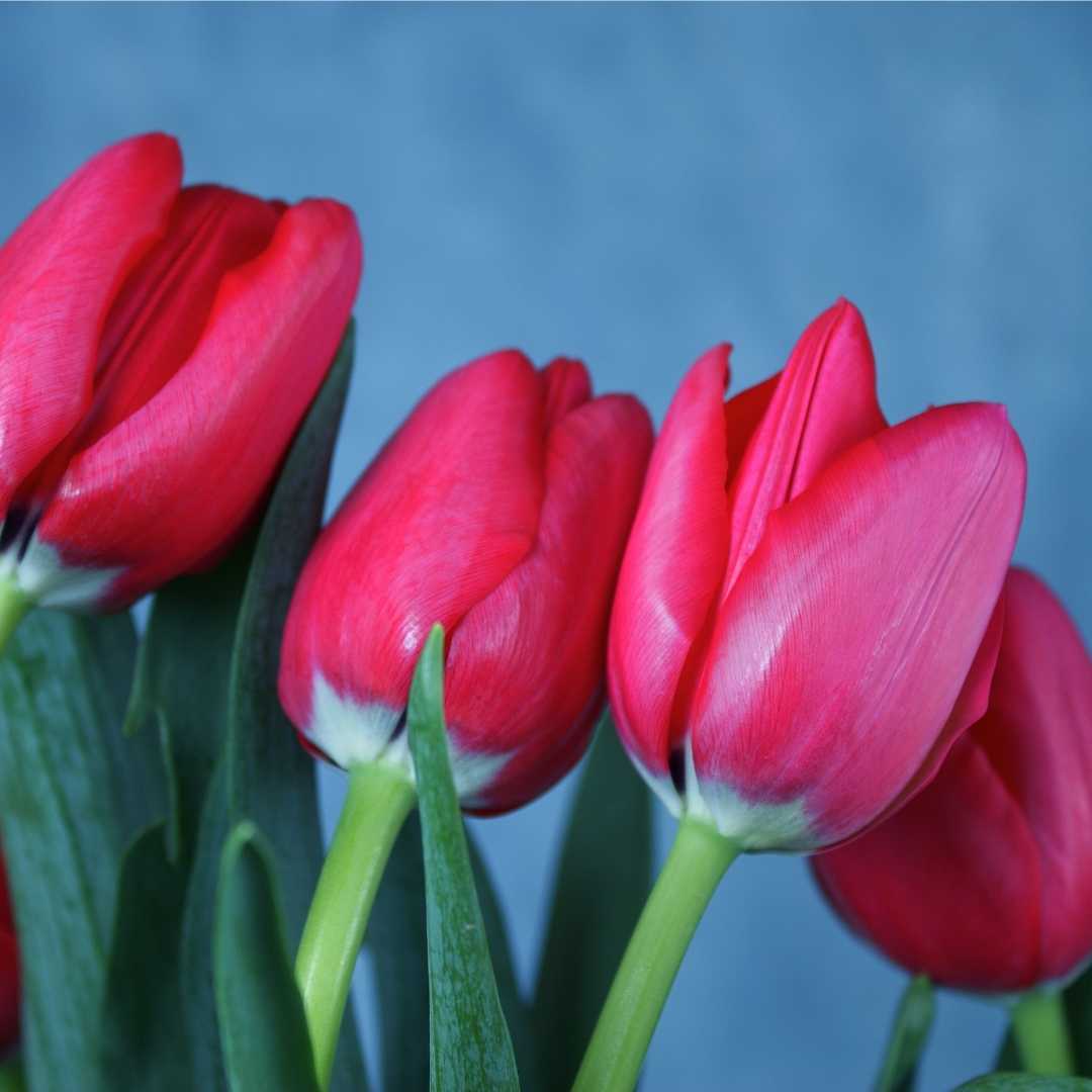 Bouquet "Karla" de 10 tulipanes