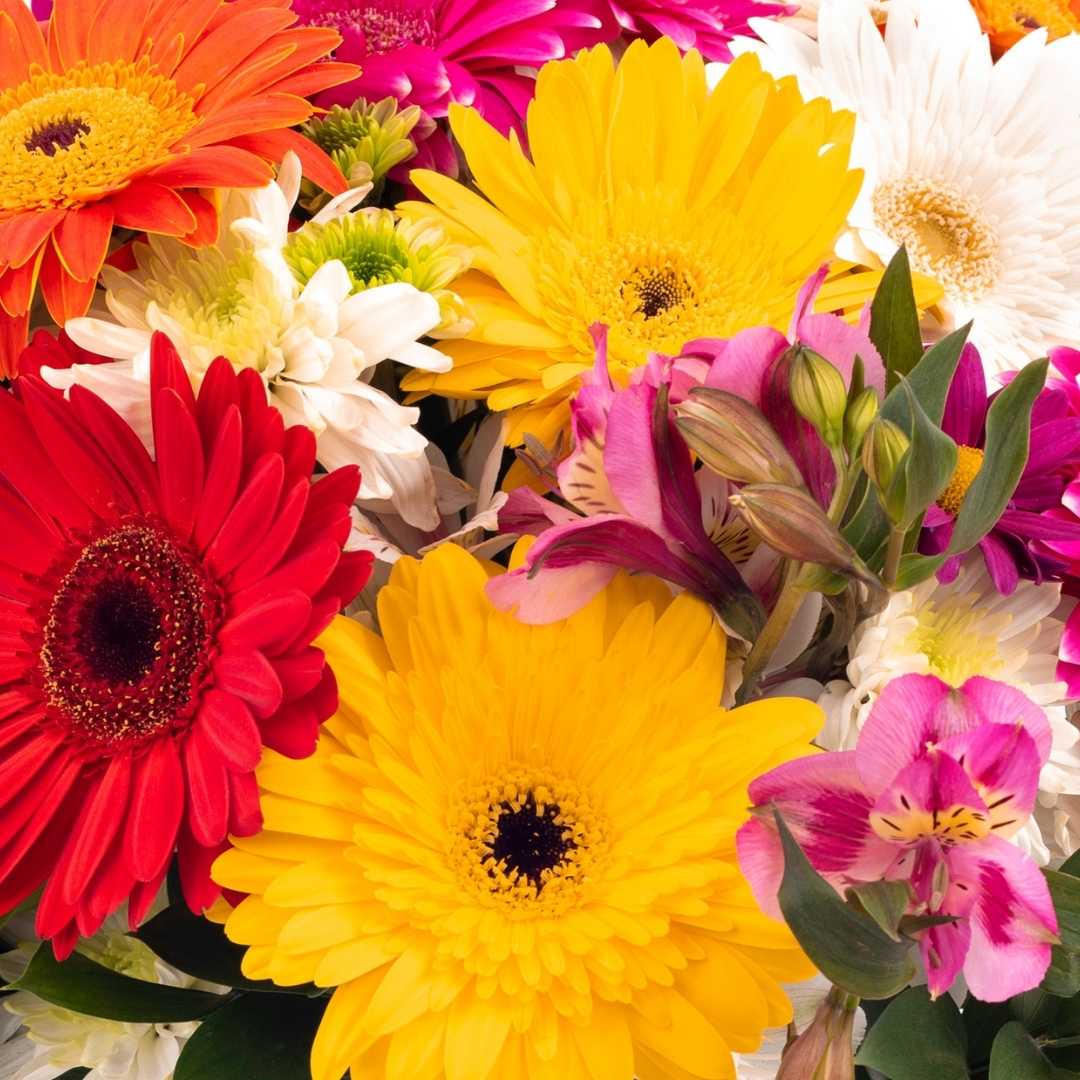 Gerbera bag